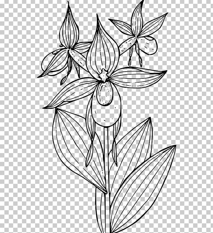 Lady's Slipper Orchids Cypripedium Reginae Cypripedium Montanum PNG, Clipart, Artwork, Black And White, Coloring Book, Cypripedium, Cypripedium Montanum Free PNG Download