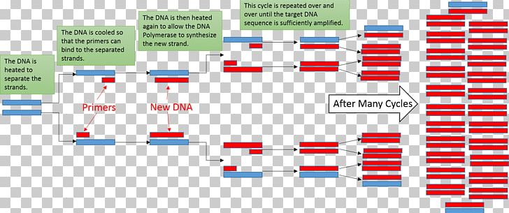 Real-time Polymerase Chain Reaction Thermal Cycler DNA PNG, Clipart, Amplifikacija, Angle, Area, Atom, Biotechnology Free PNG Download
