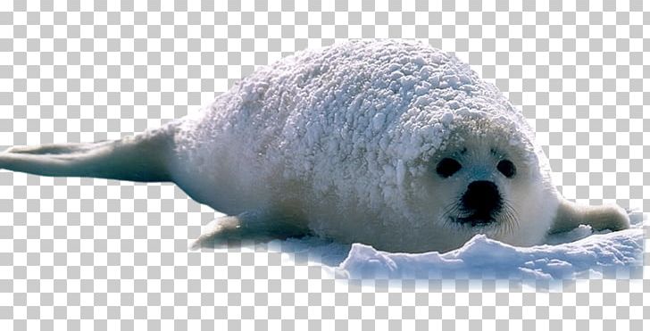 Seals Muskox Desktop High-definition Television PNG, Clipart, Animal, Desktop Wallpaper, Fauna, Hayvan Resimler, Highdefinition Television Free PNG Download
