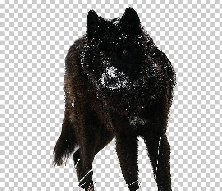 Tamaskan Dog Siberian Husky Beagle German Shepherd Puppy PNG, Clipart, Angry Wolf Face, Animal, Black, Black Wolf, Breed Free PNG Download
