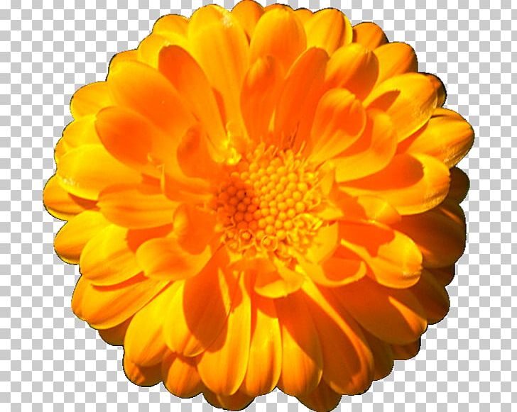 The Marigolds PNG, Clipart, Calendula, Chrysanths, Clip Art, Daisy Family, Desktop Wallpaper Free PNG Download