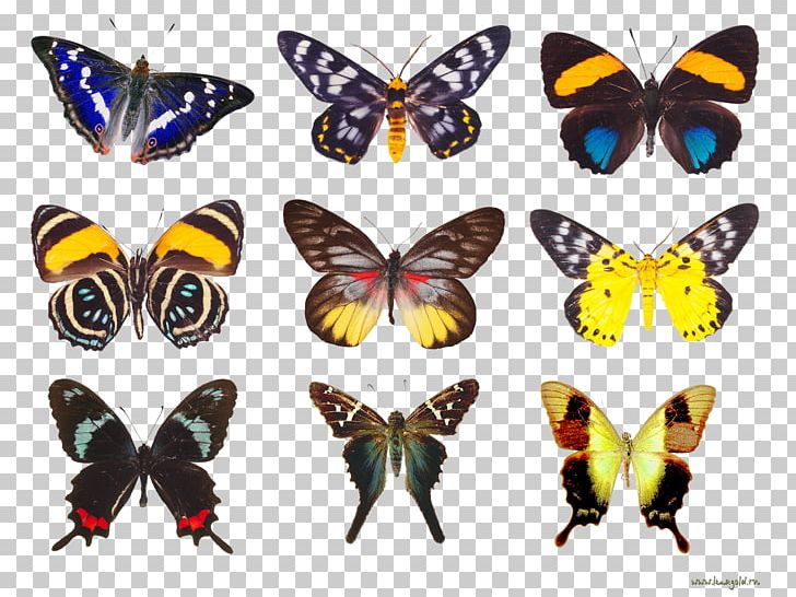 Butterfly Moth Insect Nymphalidae PNG, Clipart, Animal, Arthropod, Brush Footed Butterfly, Butterflies And Moths, Butterfly Free PNG Download
