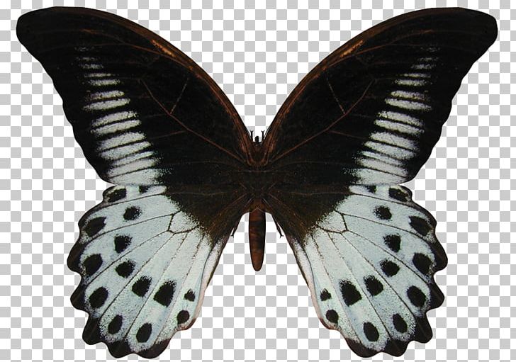 Butterfly Papilio Polymnestor Geranium Bronze Blog PNG, Clipart, Arthropod, Blog, Brush Footed Butterfly, Butterflies And Moths, Butterfly Free PNG Download