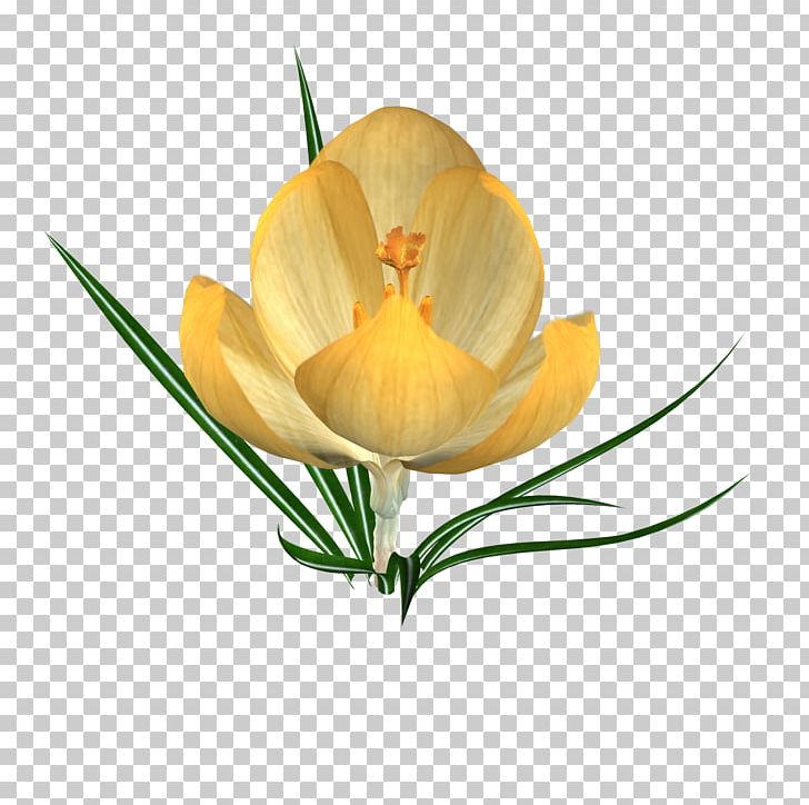 Crocus Petal Snowdrop Flower Iris Family PNG, Clipart, Bud, Crocus, Cut Flowers, Flower, Flowering Plant Free PNG Download