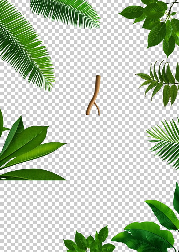 Leaf Price Dinosaur PNG, Clipart, Abstract Pattern, Alternative Medicine, Arecales, Branch, Child Free PNG Download