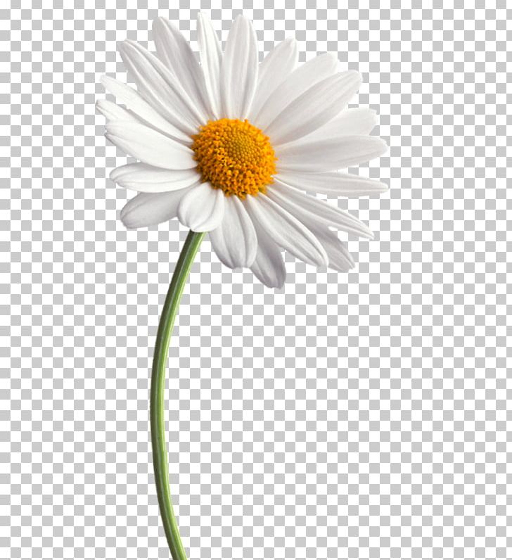 Flower Daisy Family Portable Network Graphics Common Daisy PNG, Clipart, Artificial Flower, Aster, Chamaemelum Nobile, Common Daisy, Cut Flowers Free PNG Download