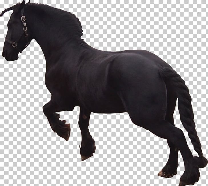 Friesian Horse Stallion Mustang Pony Black PNG, Clipart, Animal, Animal Figure, Black, Deviantart, Figure Free PNG Download