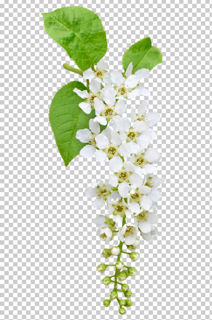 Prunus Padus Flower PNG, Clipart, Art White, Background White, Black White, Branch, Clip Art Free PNG Download