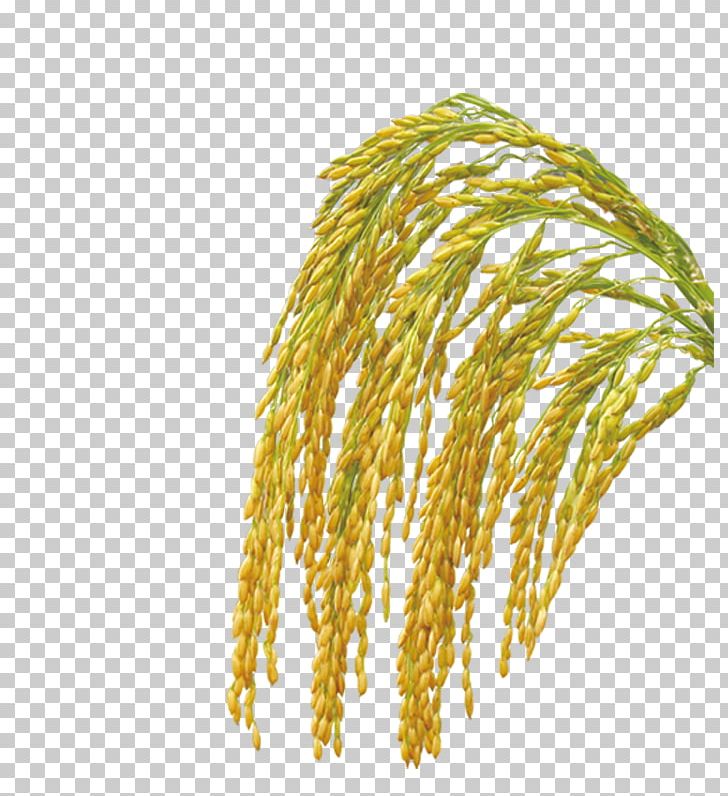 Rice Bran Oil Crop Oryza Sativa PNG, Clipart, Bran, Brown Rice, Commodity, Cooking Oil, Crop Free PNG Download