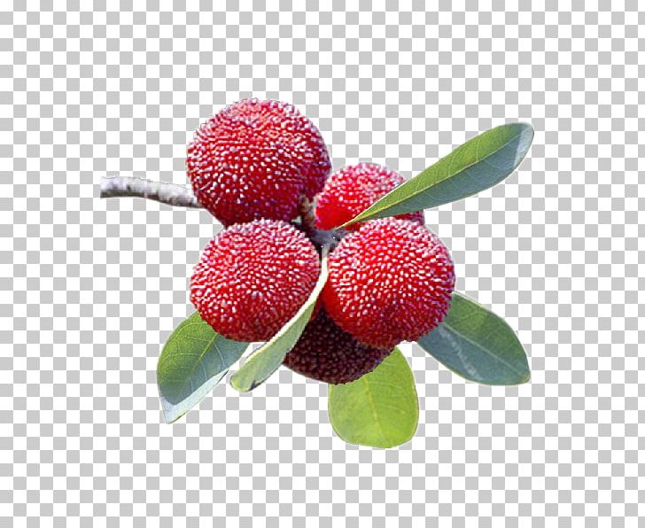 Chinese Bayberry Plum Blossom Flash Video PNG, Clipart, Berry, Digital Container Format, Download, Flash Video, Food Free PNG Download