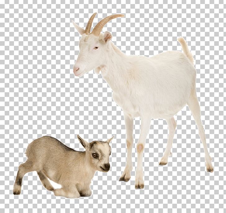 Nigerian Dwarf Goat Sheep Cattle Farm Livestock PNG, Clipart, Agriculture, Animal, Animals, Biological, Cartoon Goat Free PNG Download