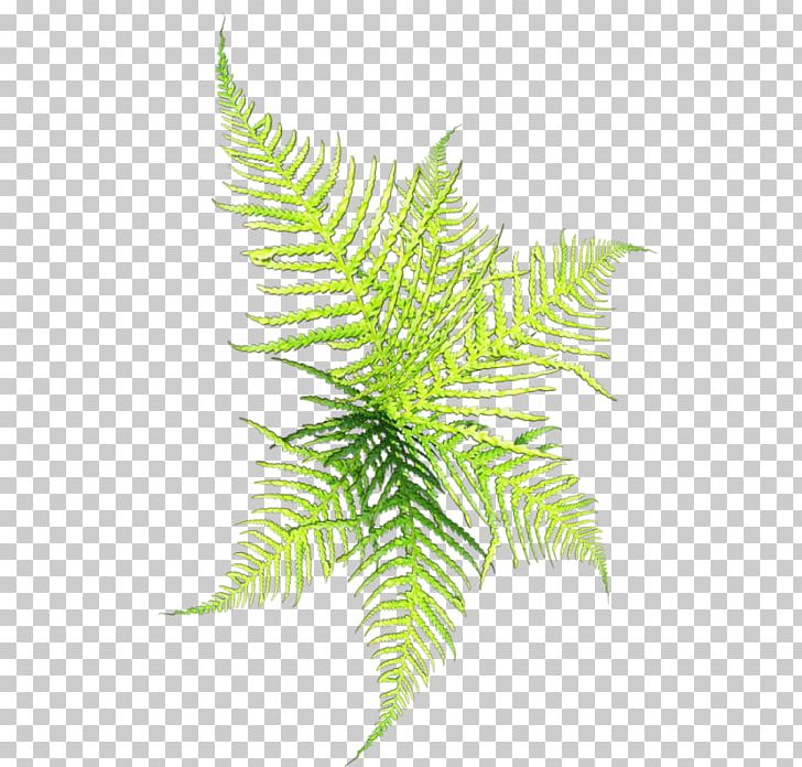 Leaf Branch Others PNG, Clipart, Aquarium Decor, Arecales, Branch, Download, Drawing Free PNG Download