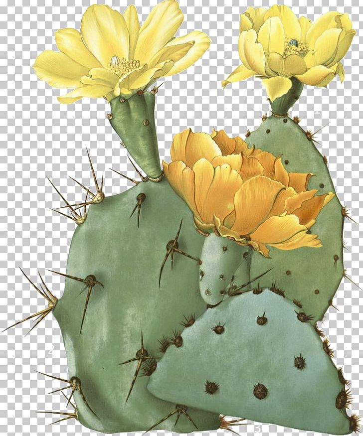 The Cactaceae Opuntia Aciculata Botany Botanical Illustration PNG, Clipart, Biodiversity Heritage Library, Botanical Illustrator, Cactus, Carl Linnaeus, Caryophyllales Free PNG Download