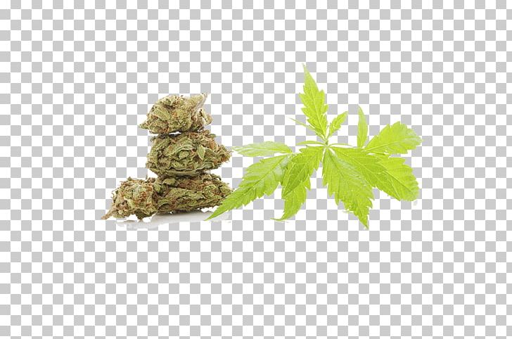 Cannabis Sativa Drug Hemp PNG, Clipart, Banana Leaves, Cannabis, Cannabis Dry, Cannabis Leaves, Cannabis Plants Free PNG Download