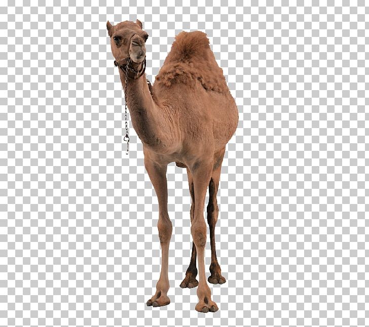 Dromedary Bactrian Camel PNG, Clipart, Animals, Arabian Camel, Buckle, Camel, Camelids Free PNG Download