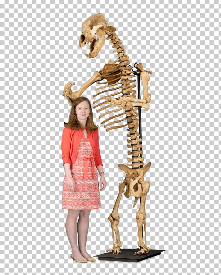 Giraffe American Black Bear Skeleton Cave Bear Mammal PNG, Clipart,  Free PNG Download