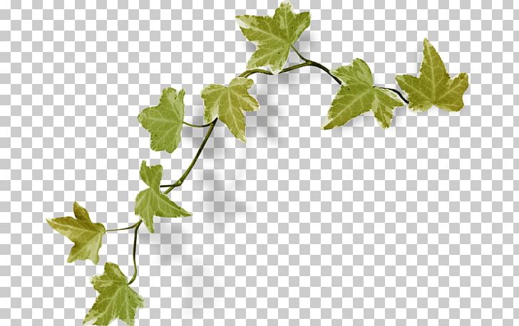 Green Alpha Kappa Alpha Vine Flower Japanese Morning Glory PNG, Clipart, Alpha Kappa Alpha, Branch, Clothing, Color, Fashion Free PNG Download