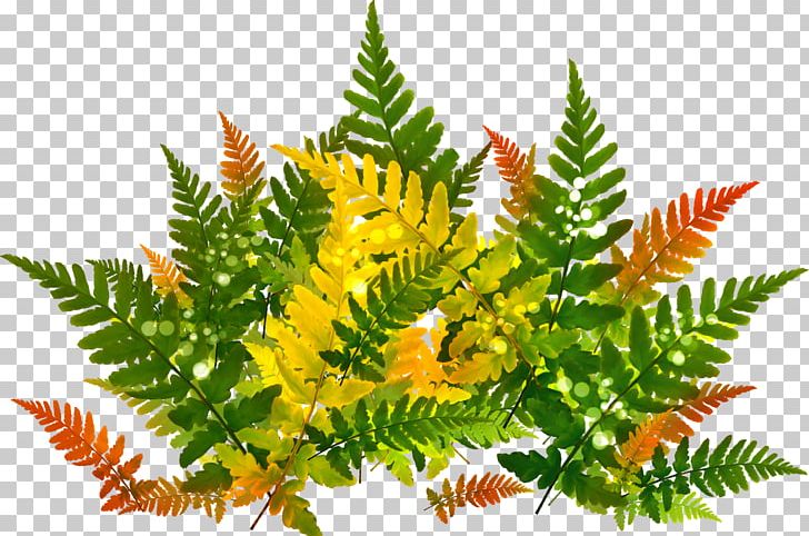 Leaf PNG, Clipart, Fern, Ferns And Horsetails, Leaf, Organism, Plant Free PNG Download