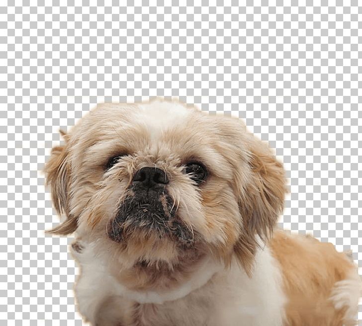 Shih Tzu Chinese Imperial Dog Lhasa Apso Puppy Dog Breed PNG, Clipart, Breed, Carnivoran, China, Chinese, Chinese Imperial Dog Free PNG Download
