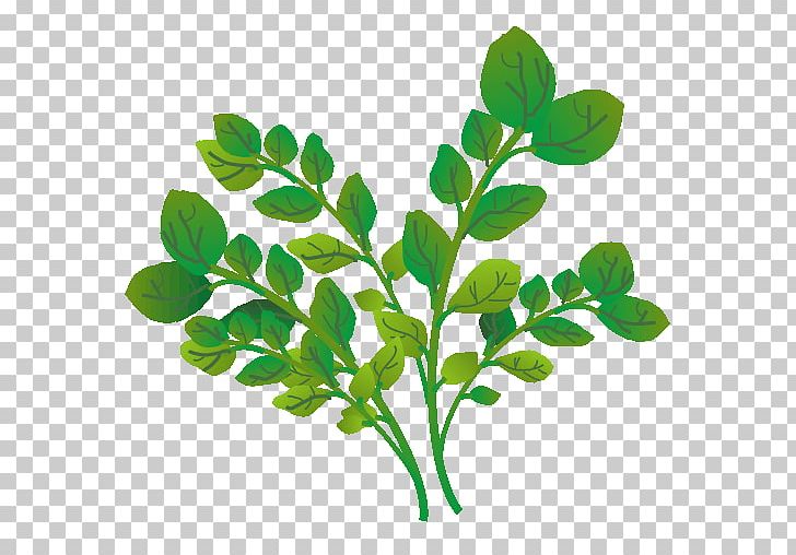 Watercress Coriander Vegetable Food PNG, Clipart, Black Mustard Seed, Branch, Coriander, Curly Kale, Food Free PNG Download