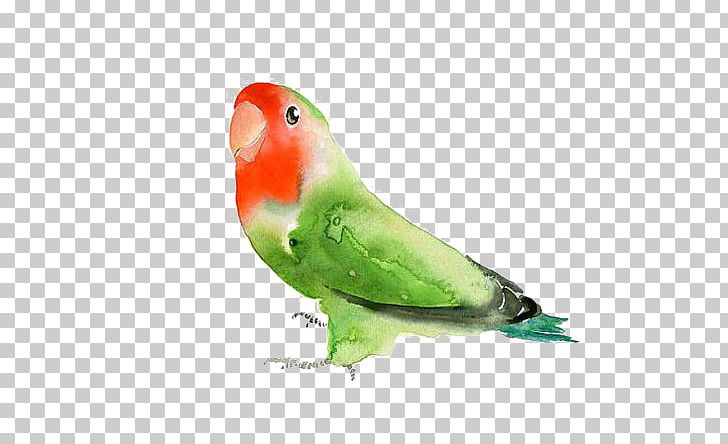 Budgerigar Lovebird Parrot Watercolor Painting PNG, Clipart, Animals, Art, Background Green, Beak, Bird Free PNG Download