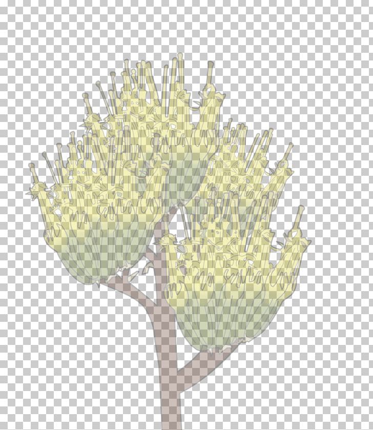 Petal Branching Plant Stem PNG, Clipart, Agava, Branch, Branching, Flower, Miscellaneous Free PNG Download
