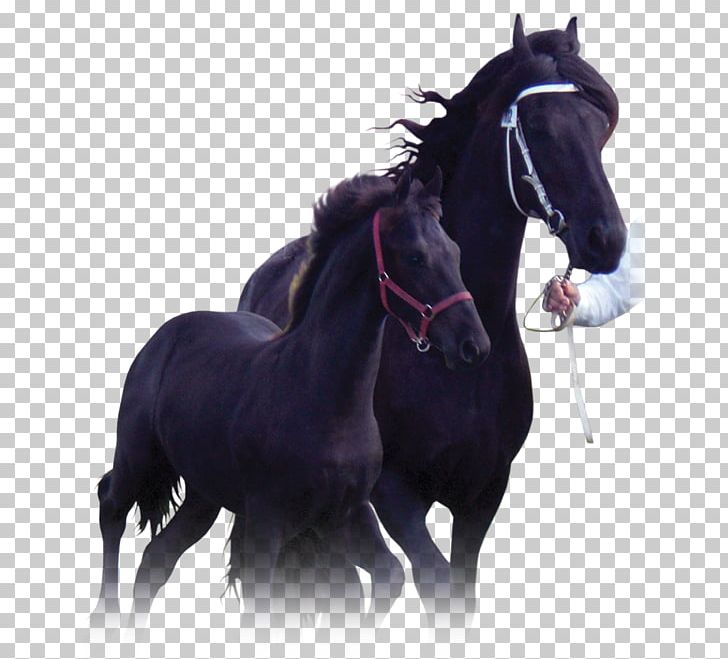Stallion Mustang Rein Foal Mare PNG, Clipart, Bit, Bridle, Doerak, Foal, Halter Free PNG Download