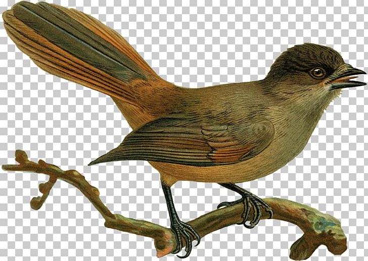 Common Nightingale Finch House Sparrow Wren PNG, Clipart, American Sparrows, Animals, Beak, Bird, Chickadee Free PNG Download