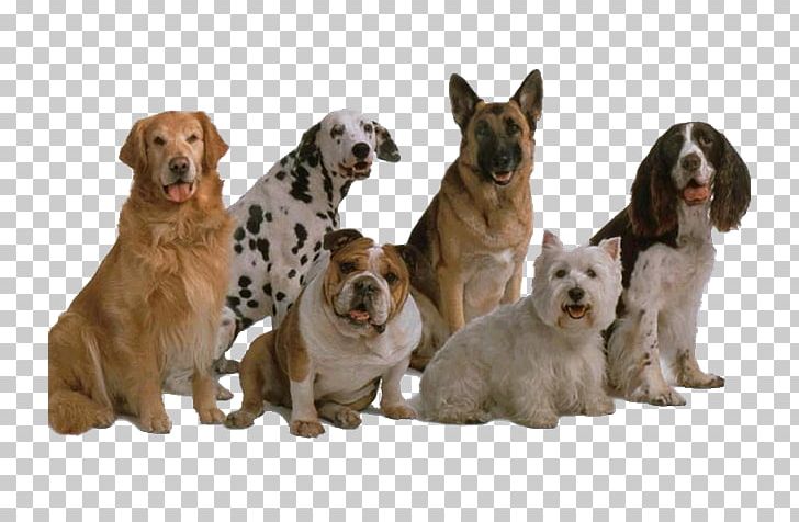 Dog Breed Beagle Pet Sitting Kai Ken PNG, Clipart, Beagle, Boston Terrier, Breed, Breed Group Dog, Bulldog Free PNG Download