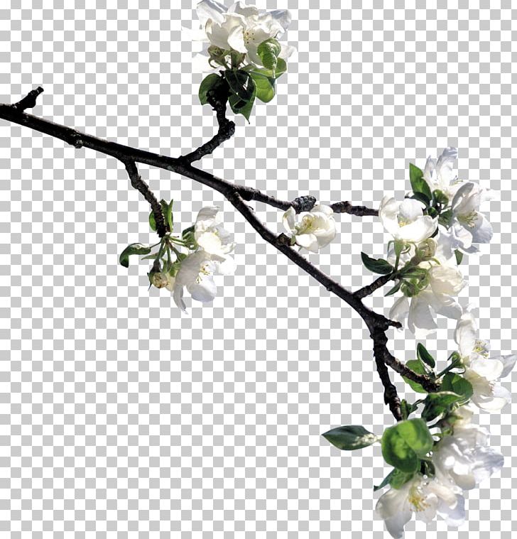 Flower Blossom Tree PNG, Clipart, Apples, Auglis, Blossom, Branch, Cherry Blossom Free PNG Download