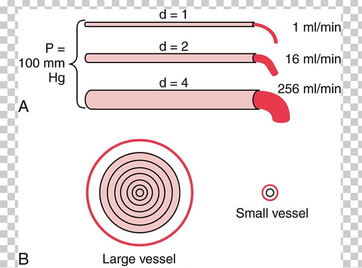 Hagen–Poiseuille Equation Ohm's Law Physiology Statute Blood Vessel PNG, Clipart,  Free PNG Download