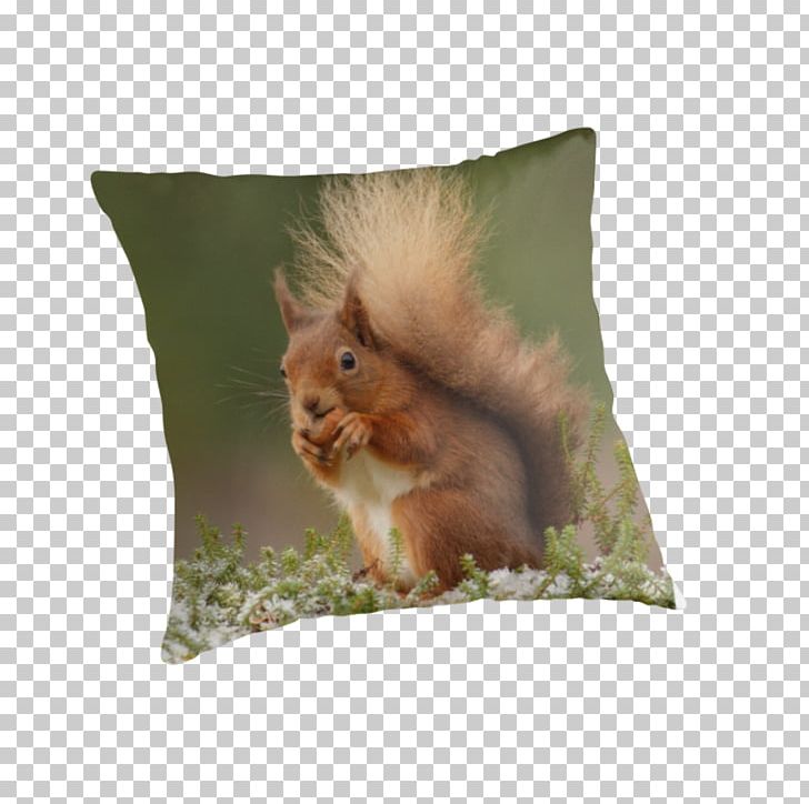 Squirrel Throw Pillows Cushion Whiskers PNG, Clipart, Cushion, Fauna, Mammal, Pillow, Red Squirrel Free PNG Download