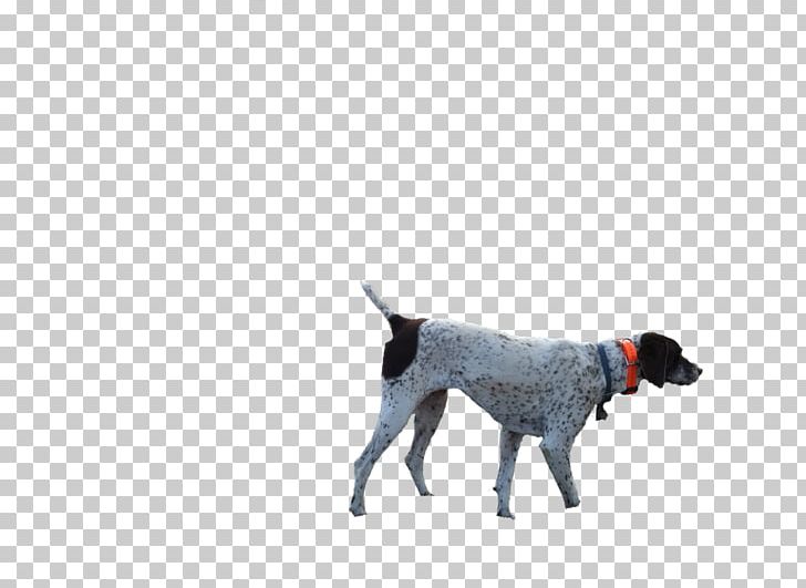 Dog Breed Hunting Season Labrador Retriever Pheasant PNG, Clipart, California, Carnivoran, Dog, Dog Breed, Dog Clothes Free PNG Download