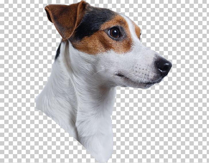 Jack Russell Terrier Labrador Retriever Parson Russell Terrier Chihuahua PNG, Clipart, Animals, Carnivoran, Companion Dog, Dog Breed, Dog Collar Free PNG Download