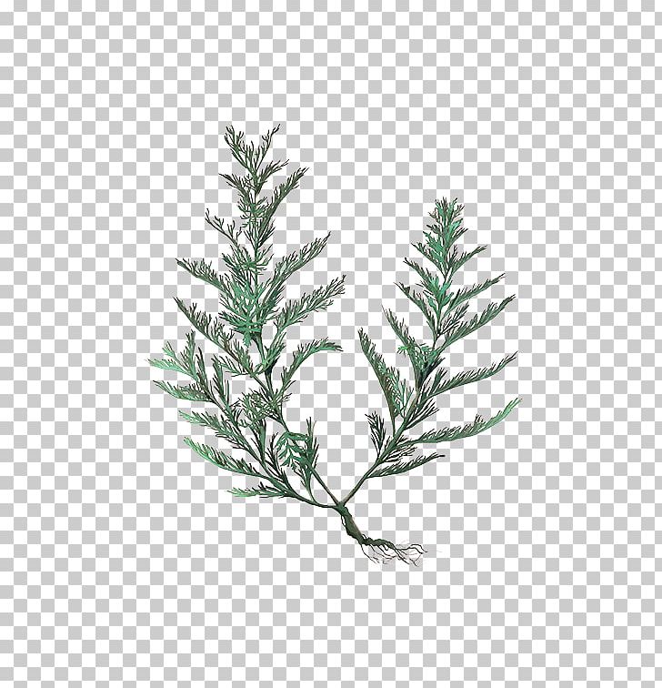 Spruce Fir Pine Twig Christmas Tree PNG, Clipart, Artemisia, Branch, Christmas, Christmas Ornament, Christmas Tree Free PNG Download