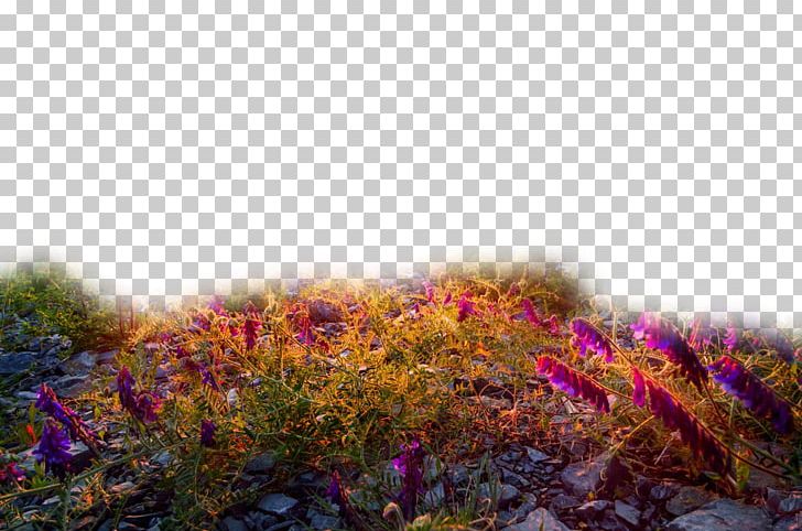 Sunset Landscape Sky Sunrise PNG, Clipart, Cloud, Computer Wallpaper, Fields, Flower, Flowers Free PNG Download