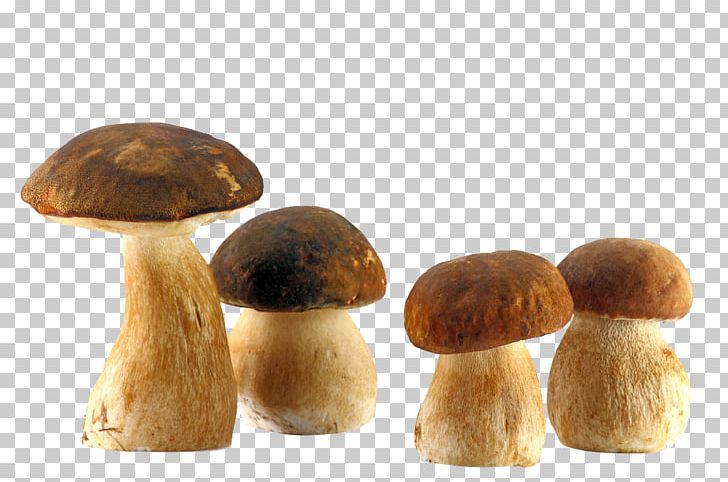 Boletus Edulis Edible Mushroom Fungus Common Mushroom PNG, Clipart, Agaricus Campestris, Bolete, Boletus, Cep, Chanterelle Free PNG Download