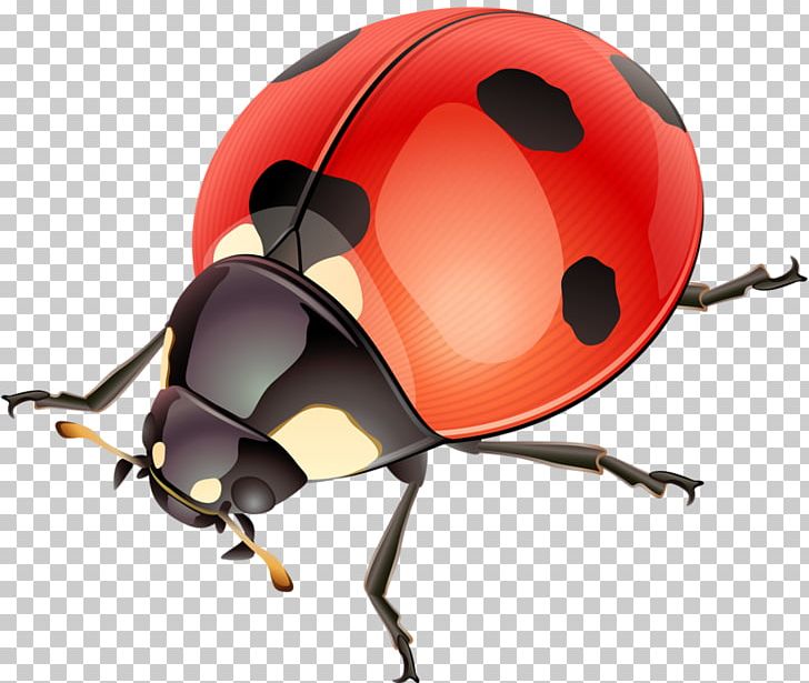 Ladybird Beetle Illustration PNG, Clipart, Animals, Antenna, Arthropod, Beatles, Beetle Free PNG Download