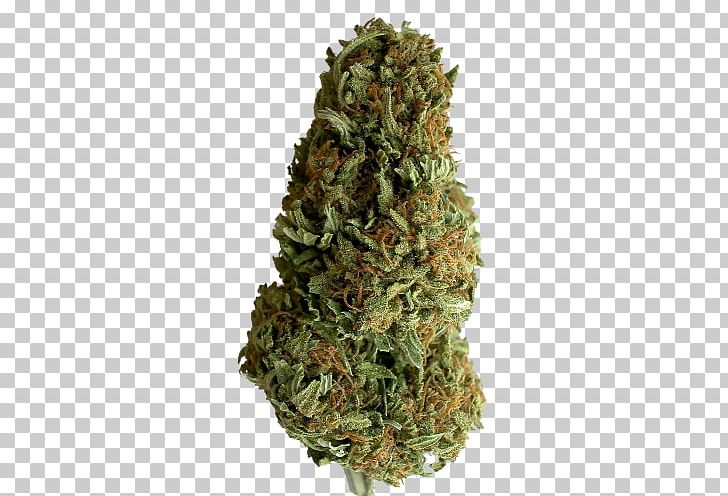Medical Cannabis Anatomy Cannabis Sativa Plants PNG, Clipart, Anatomy, Bud, Cannabis, Cannabis Sativa, Dispensary Free PNG Download