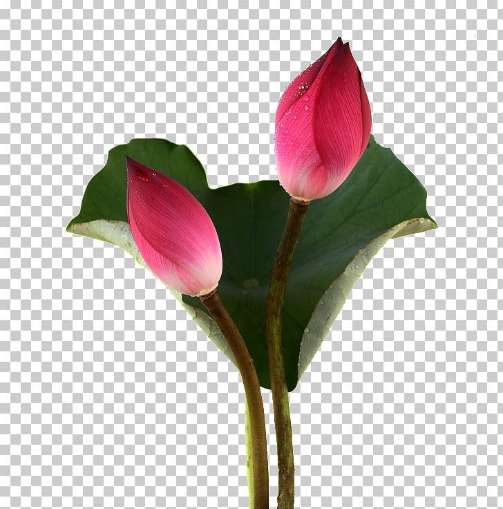 Nelumbo Nucifera Euclidean Bud PNG, Clipart, Bud, Buds, Cut Flowers, Download, Encapsulated Postscript Free PNG Download