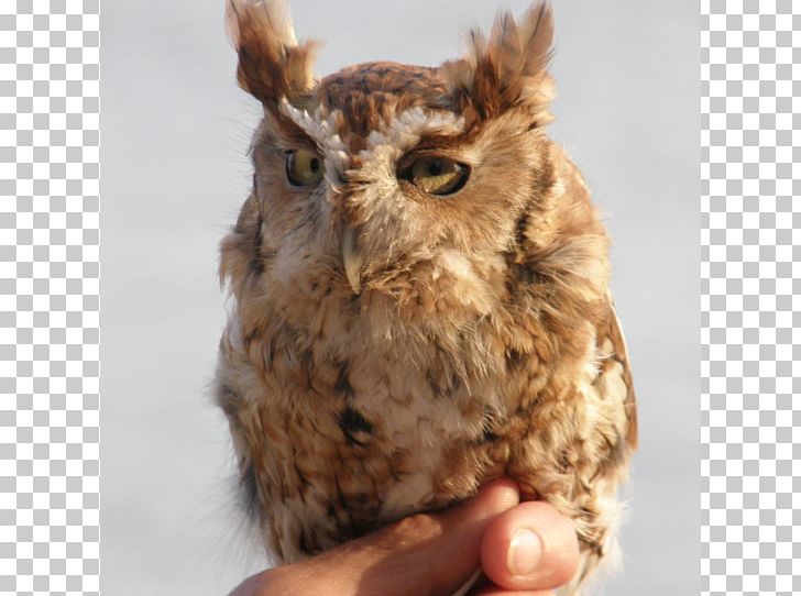 Owl Fauna Beak Fur PNG, Clipart, Beak, Bird, Bird Of Prey, Eastern Screech Owl, Fauna Free PNG Download