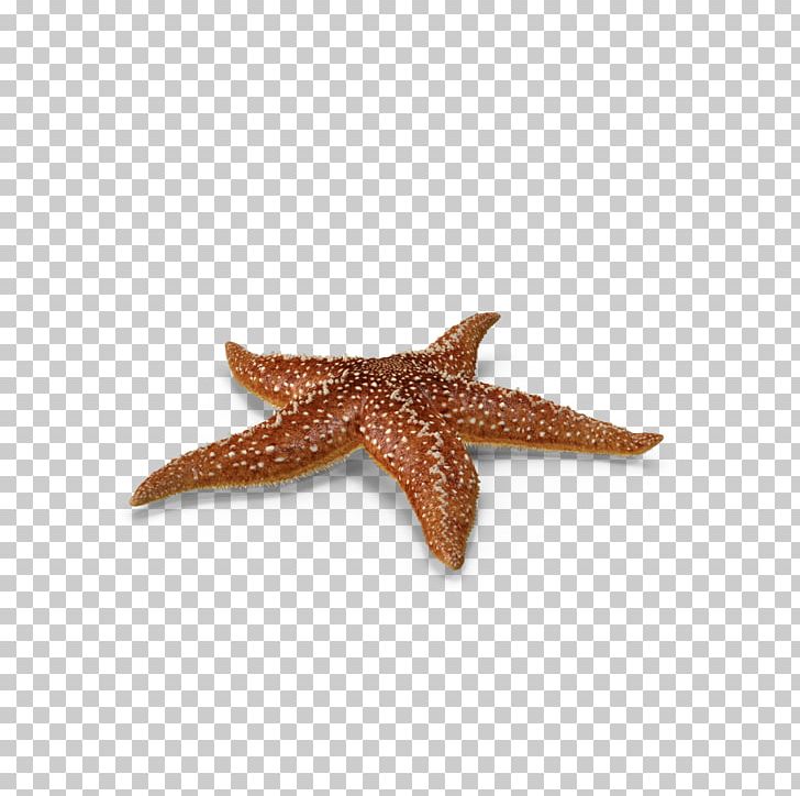 Starfish Callopatiria Granifera PNG, Clipart, Animals, Biology, Bye Bye Single Life, Cartoon, Crustaceans Free PNG Download
