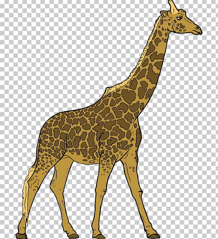 Giraffe Herbivore Animal Carnivore PNG, Clipart, Animal, Animal Figure, Carnivore, Clip Art, Drawing Free PNG Download