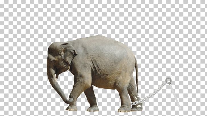 Indian Elephant African Elephant Tusk Wildlife PNG, Clipart, African Elephant, Animal, Animals, Elephant, Elephants And Mammoths Free PNG Download