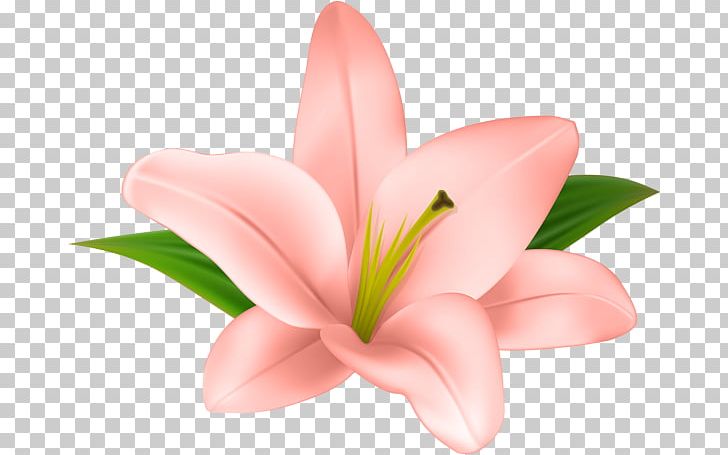 Lilium Flower Petal PNG, Clipart, Clip, Closeup, Cut Flowers, Desktop Wallpaper, Floral Design Free PNG Download