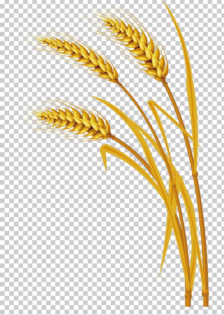 Wheat Ear PNG, Clipart, Cereal, Cereal Germ, Design Element, Encapsulated Postscript, Flower Free PNG Download
