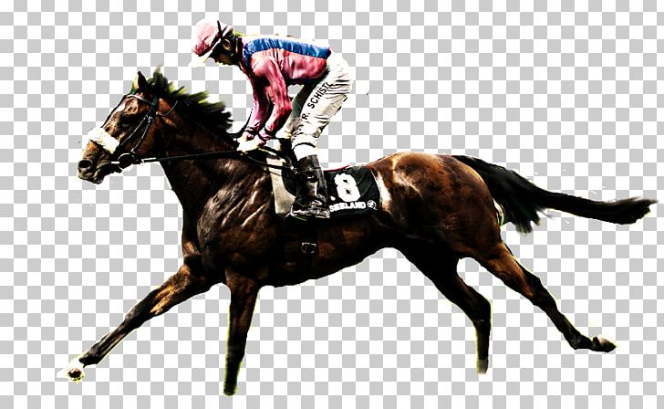 Horse Racing Jockey Stallion Equestrian PNG, Clipart, Animal, Animals, Animal Sports, Bit, Equestrian Free PNG Download