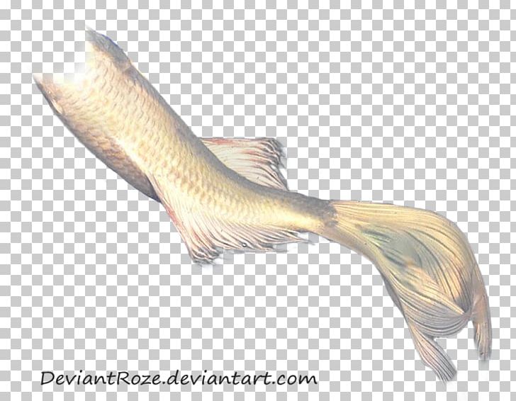 Koi Mermaid Tail Color PNG, Clipart, Art, Blue, Color, Deviantart, Drawing Free PNG Download
