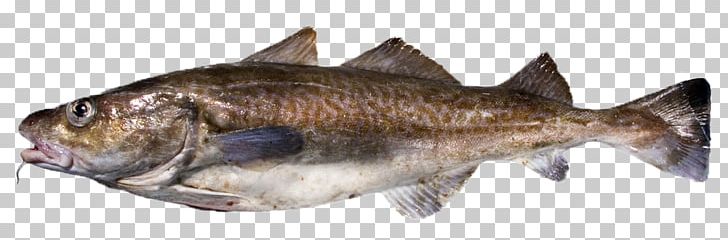 Pacific Cod Atlantic Cod Sablefish PNG, Clipart, Animal Figure, Animals, Animal Source Foods, Atlantic Cod, Cod Free PNG Download