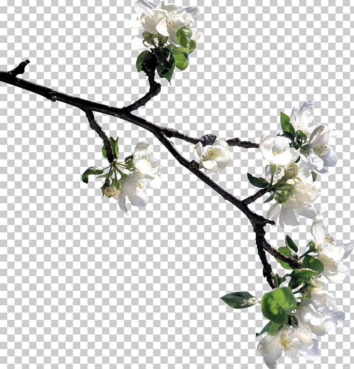 Flower Lilium Tree PNG, Clipart, Anthesis, Apples, Blossom, Branch, Cherry Blossom Free PNG Download